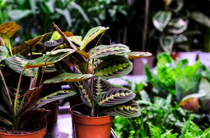 Maranta leuconeura, of de prayerplant