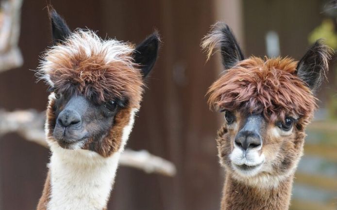 Nieuwe bewoners voor Kukele-boe: drie mannelijke alpaca's! | Woerden | AD.nl
