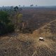 Verlies tropisch regenwoud flink toegenomen in 2020: gebied zo groot als Nederland gekapt of verbrand
