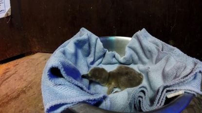 Eerste pinguïnbaby van het jaar bij Sea Life