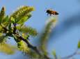 Slechte lente leidt tot catastrofale honingoogst in ons land