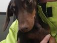 Teckelpup Sammie uit Rotterdam leek spoorloos, maar is teruggevonden op een bouwplaats.