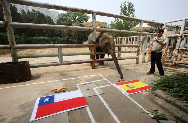 Olifanten worden vaak gebruikt voor circusoptredens in wildparken in China. Hier moet een olifant in de Jinan dierentuin bepalen wie de voetbalwedstrijd voor de wereldkampioenschappen in 2014 tussen Spanje en Chili zal winnen.  Beeld REUTERS