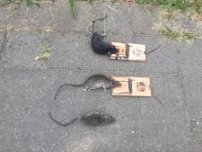 Rattenoverlast: 'Eindhovenaren moeten dit zelf oplossen'