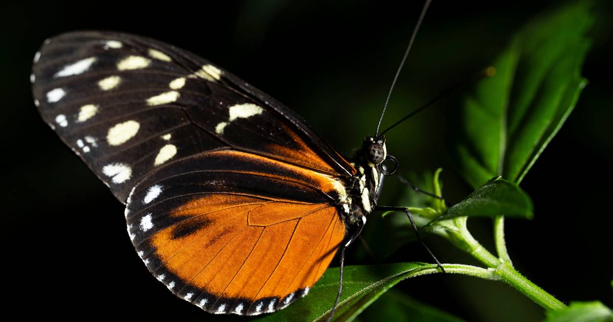 Farfalle identiche con diversi background genetici gettano nuova luce sull’evoluzione |  Animali