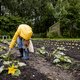 Een bloeiende tuin begint bij een gezonde bodem. Maar hoe begint u aan die bodem?