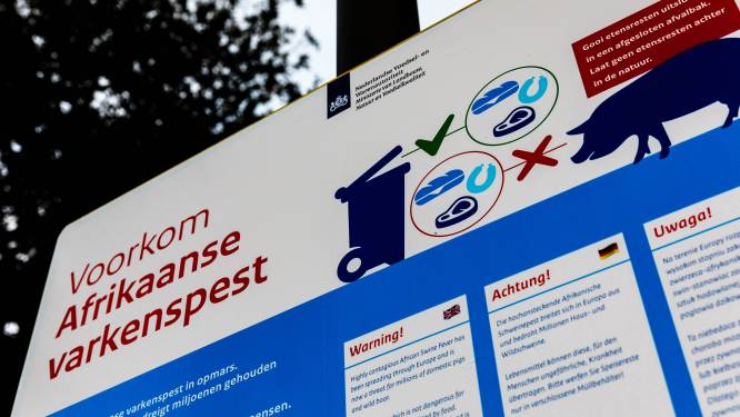 Varkenspest in Duitsland nu gevaarlijk dicht bij grens met Twente: ‘Nederland moet alert zijn’