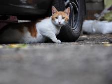 Baasjes moeten hun kat straks verplicht chippen, en dat is goed nieuws voor de vogelstand