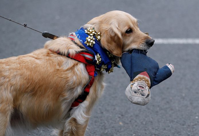 Een hond houdt een Theresa May-pop vast.