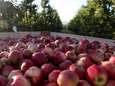 25.000 ton fruit vernietigd, terwijl Voedselbanken slechts peulschil krijgen