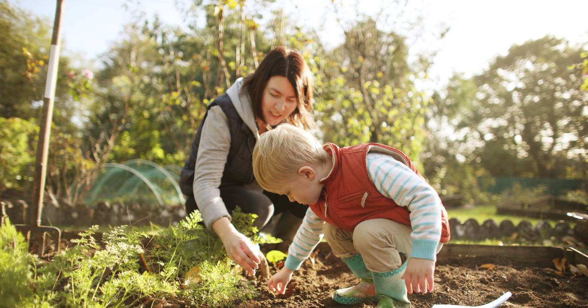 Due esperti spiegano come il giardinaggio può renderti più felice.  “Rafforza anche il tuo sistema immunitario” |  paziente sociologico