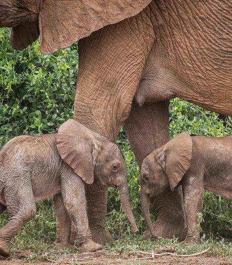 Zeldzame olifantentweeling geboren: ‘We hopen dat ze het redden’