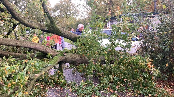 Een omgewaaide boom op de camping in Zelhem.