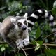 De natuur op Madagaskar is uniek, maar een uitstervingsgolf dreigt