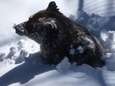 Emotionele verzorgster filmt hoe beer uit winterslaap ontwaakt: “Laat zien dat wereld doorgaat”