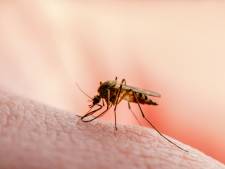Pris pour cible par les moustiques? Ne portez plus ces couleurs