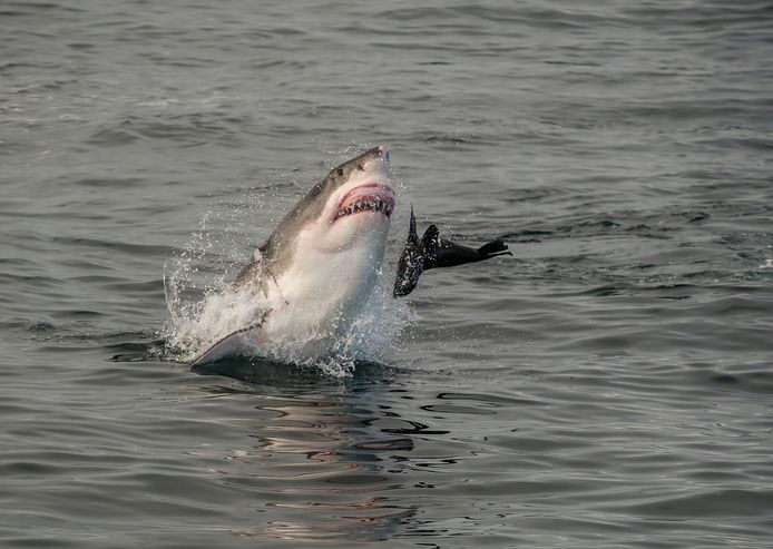 Elk jaar werden 200 witte haaien waargenomen in Valsbaai, maar dat aantal is teruggelopen tot nul.