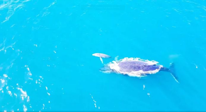 White humpback whale calf accompanied by mother.