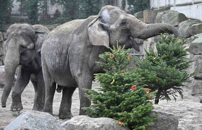 Olifanten in Berlijnse dierentuin krijgen kerstbomen als snack