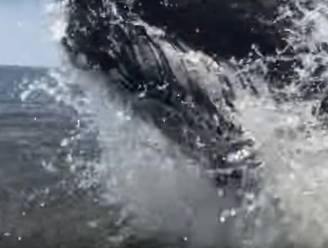 Walvis duikt vlak naast vissers op en doet bootje bijna kapseizen