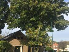 Pleidooi voor behoud van esdoorn in Soest: ‘Geen reden om deze boom de doodstraf te geven’