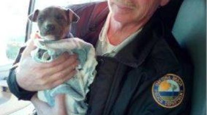 Video: agenten redden onderkoelde puppy van de vriesdood