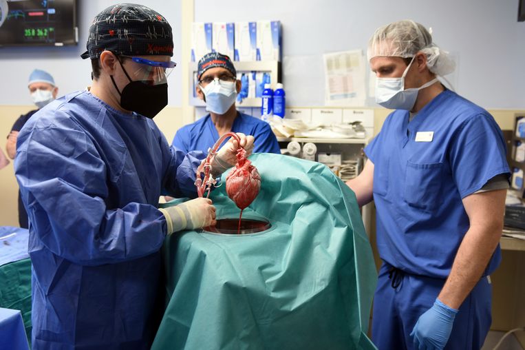 Het varkenshart voor de transplantatie naar een 57-jarige hartpatiënt uit Maryland in januari 2022.  Beeld AP