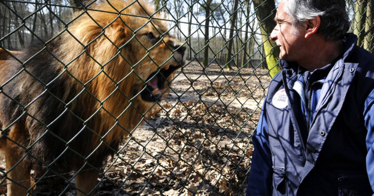 Bezoekers Burgers' Zoo getuige van fataal gevecht tussen leeuwen ...