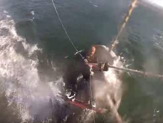 VIDEO: Kitesurfer botst (letterlijk) tegen wel heel grote verrassing aan