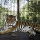 Stropers doden Bengaalse tijger in Indiase dierentuin