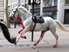 Chevaux en cavale dans le centre de Londres: deux des animaux récupérés sont dans un “état grave”