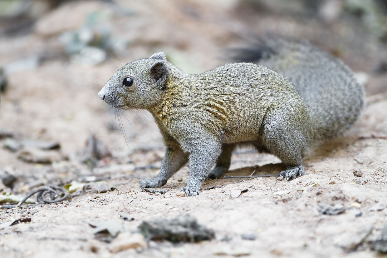 Deze dieren mogen wel: De grijsbuikeekhoorn Beeld JJ Harrison/ WikiMedia
