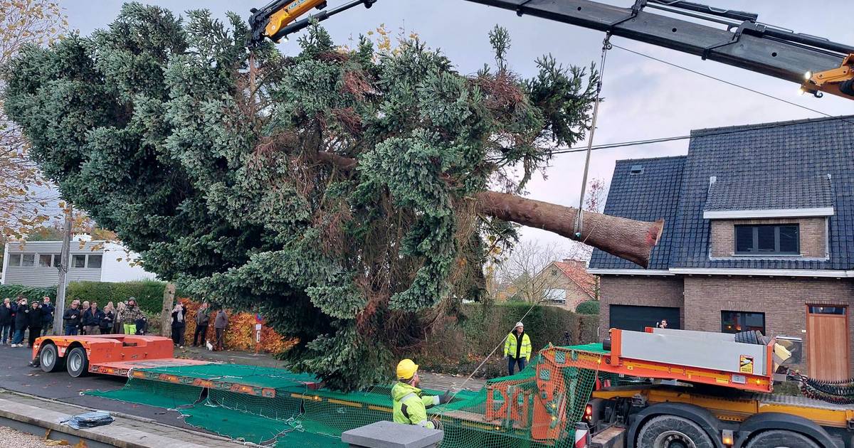 Hoogste kerstboom van ons land op weg naar Grote Markt Kortrijk hln.be
