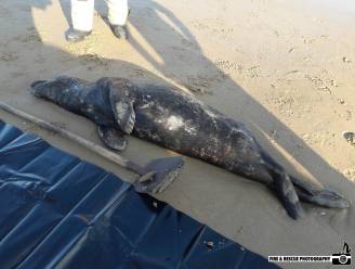 Dubbel zo veel dode zeehonden aangespoeld op Belgische kusten in 2021