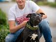 <br>Hond Tommy mishandeld en gemarteld, politie start intern onderzoek naar zeven agenten<br>