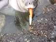 “Gooi gewoon je afval in de vuilbak”: zeehondje al spelend met achtergelaten mes gespot
