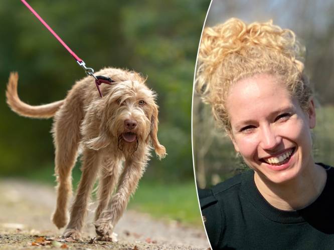 Trekt jouw hond hard aan de leiband? Hondencoach geeft advies: “Je kan duidelijke commando’s geven, zonder streng te zijn of te roepen”