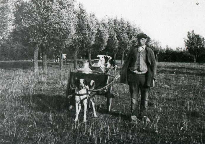 Een man met een hondenkar, ergens op Voorne-Putten rond 1935. Voor zo’n hond hoefde lang geen belasting te worden betaald, voor de niet-werkende hond wel.