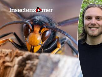 Twee mensen in het ziekenhuis na steek Aziatische hoornaar: hoe gevaarlijk is hij écht? 5 vragen beantwoord