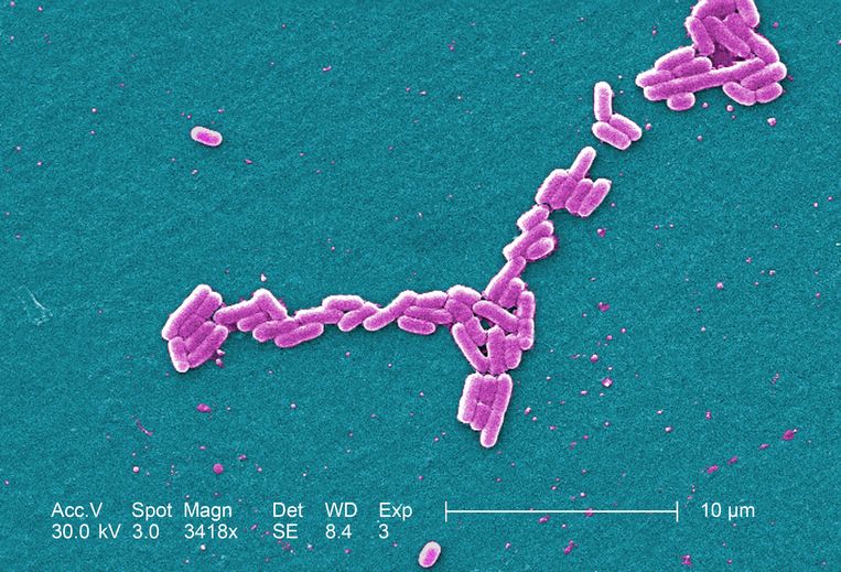 Investeerders kunnen nog wat leren van bacteriën