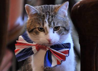 Lachen met Liz op Twitter: wie neemt het van Britse premier Truss over, de krop sla of Larry de kat?