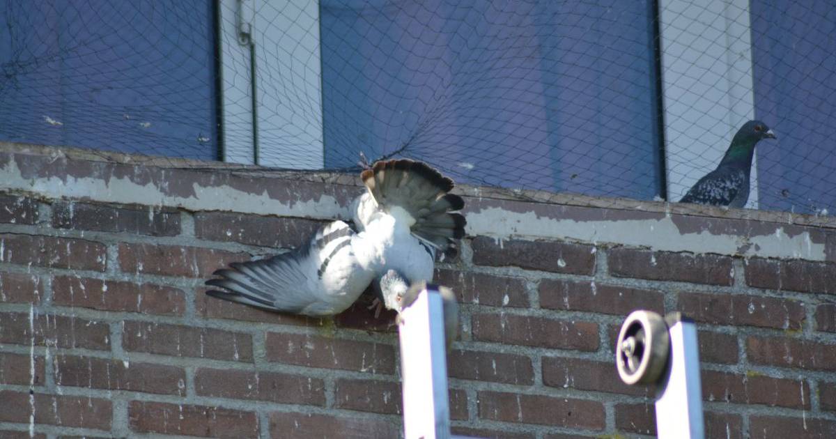 Respectvol opgraven commando Brandweer bevrijdt duiven uit net aan balkon in Hengelo | Hengelo | AD.nl