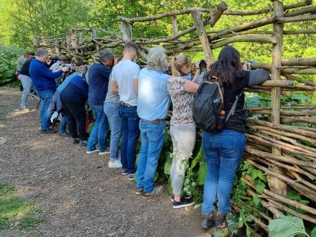 Nieuwe kijkwand om ijsvogels bij de Poldervaart te spotten: ‘Tijdens broedseizoen heb je de meeste kans’