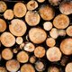 Hoogleraar: ‘Bomen genoeg, dus houtstook kan deel van energiecrisis oplossen’