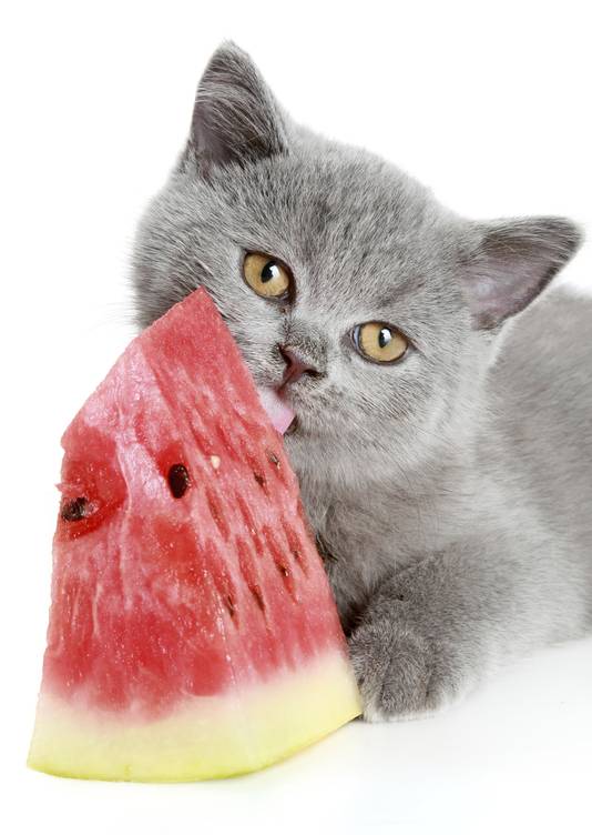 Tips Om Je Huisdieren Koel Te Houden Bij Een Hittegolf Dieren Hln Be