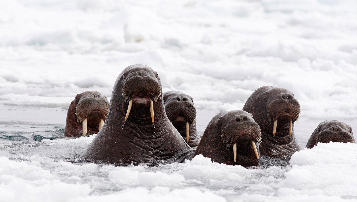 Walrussen in het noordpoolgebied. Beeld AP