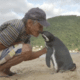 Pinguïn reist 8000 kilometer om bij zijn redder te zijn