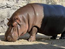 Au Japon, une hippopotame a été prise par erreur pour un mâle pendant des années