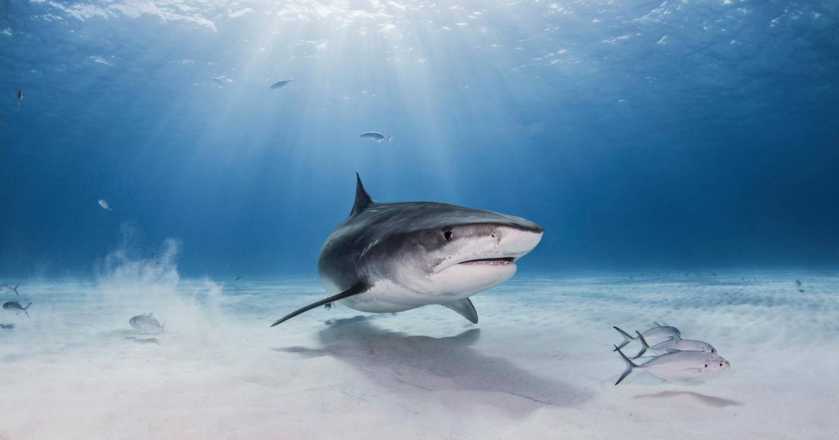 Uno squalo attacca un bambino di 10 anni durante una spedizione alle Bahamas  al di fuori