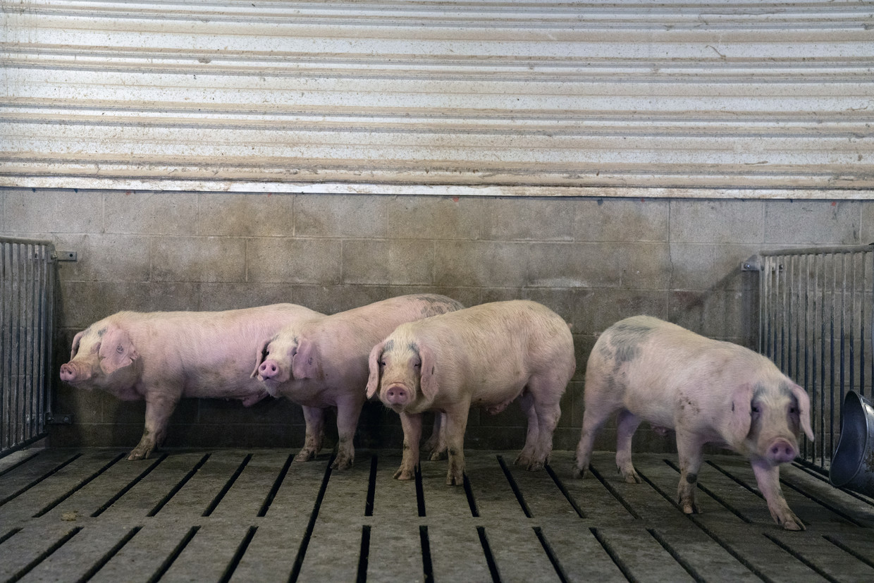 Varkens op een boerderij. Beeld Getty Images/Bloomberg Creative